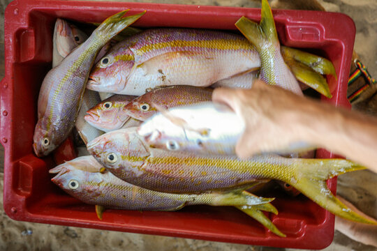Hand take fresh fish