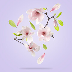 Beautiful magnolia flowers and leaves falling against pastel violet background © New Africa