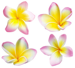 Pink plumeria flowers isolated on white, set. Tropical plant © New Africa