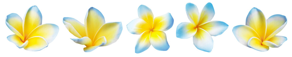 Obraz premium Blue plumeria flowers isolated on white, set. Tropical plant
