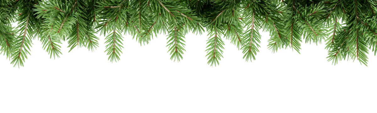 Hanging green pine branches top border banner isolated on transparent background