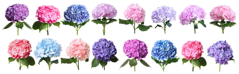 Fototapeta premium Beautiful hydrangea (hortensia) flowers isolated on white, set