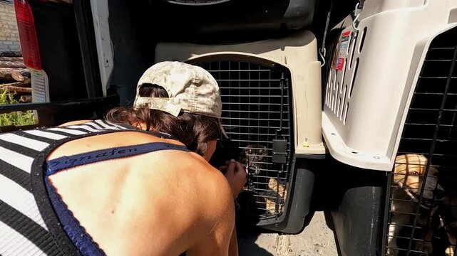 Female owner say goodbye to her dogs leaning hand to the carriers into small truck. Rescue workers evacuating animals from frontline city in Ukraine. Kind people saving homeless pets. Slow motion