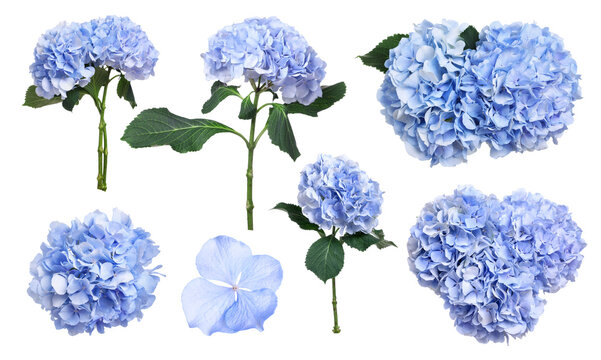Bright hydrangea (hortensia) flowers isolated on white, set