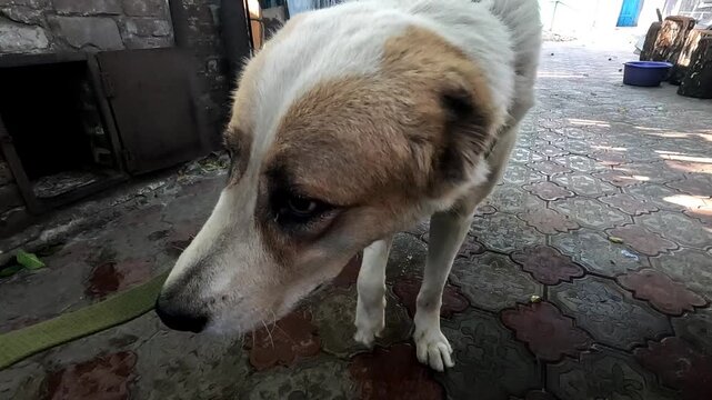 Abandoned skinny alabai in frontline city in Ukraine. Rescue workers saving animals from areas shelled by russian army. Volunteers rescuing homeless pets and taking to safe places. Slow mo