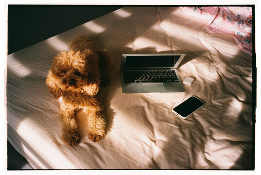Dog sits on bed next to laptop and phone during daylight in a room