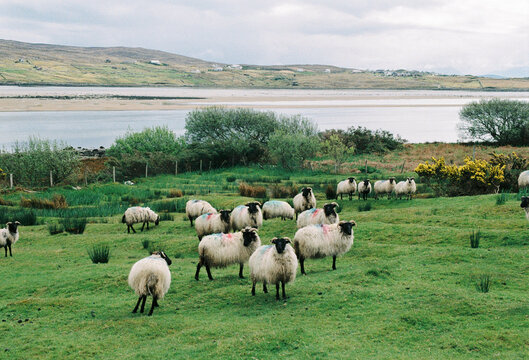 Flock of Sheep Grazing in Coastal Pasture
