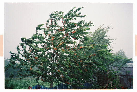 Cherry tree bending in heavy rain and strong wind during a thunderstor
