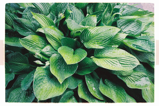 Rain drops on large green hosta leaves after a summer storm