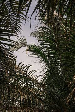Tropical jungle detail