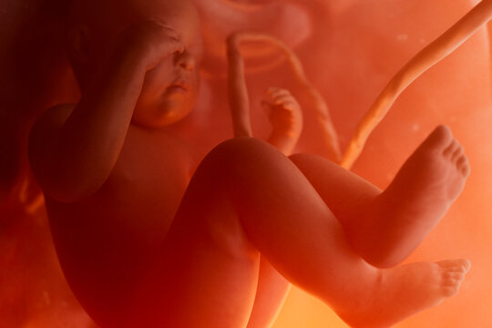 Unborn Baby Floating in Maternal Womb