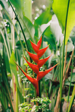Heliconia Bird of Paradise bloom Rainforest shot on film