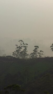 Vertical video - Timelapse of the trees on a foggy morning during sunrise