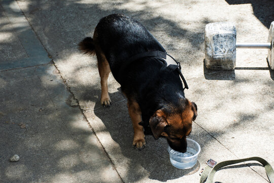 Dog Drinking Water From a Bowl on a Sunny Pavement