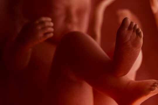 Close Up of Unborn Baby Feet Inside Womb