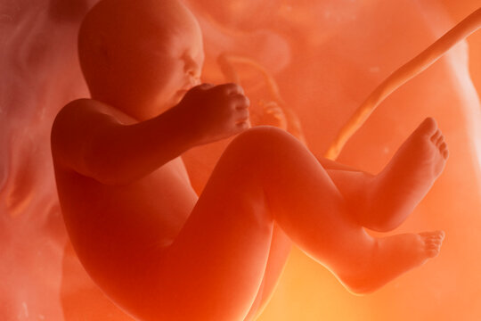 Developing Fetus With Umbilical Cord in Womb