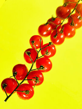 String of vivid cherry tomatoes against a neon yellow background