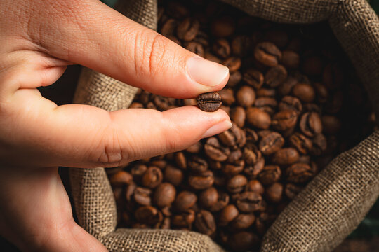 Hand holding a single roasted coffee bean