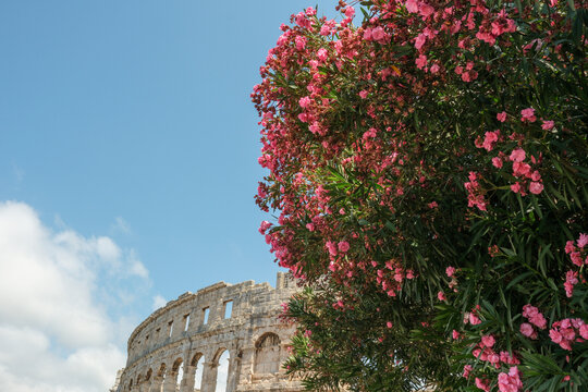 Oleander Flowers Framing Pula Arena