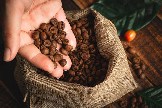 Hand holding roasted coffee beans over burlap bag