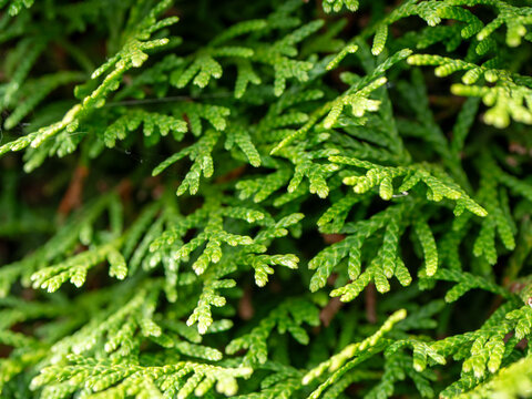 Macro close-up of fresh green Emerald Green arborvitae foliage, showing dense scale-like leaves and new growth, ideal for evergreen, gardening, landscaping and natural background concepts.
