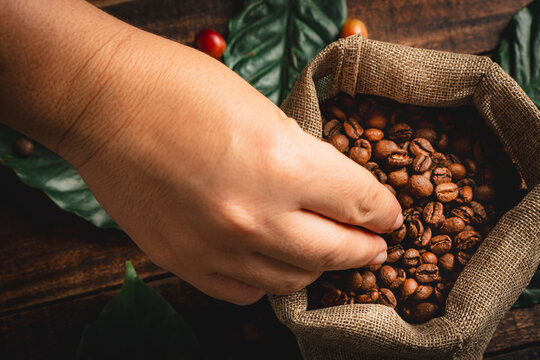 Hand feeling roasted coffee beans in burlap sack