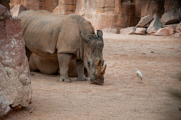 Wildlife and zoo. Rhino animal in zoo park. Fauna in wildlife. Animal park in Africa. Wild rhinoceros. Rhino outdoor. White rhinoceros. Wild animal in nature. Rhino in Valencia zoo. Wildlife nature © altana_studio