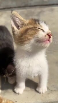 A cute tiny kitten meowing loudly with its mouth wide open