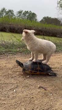 A cute small white puppy standing on top of a tortoise shell outdoors