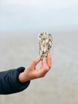 A person's hand holding a large oyster shell