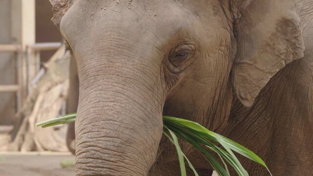 Asian Elephant Eating Green Leaves in Close Up