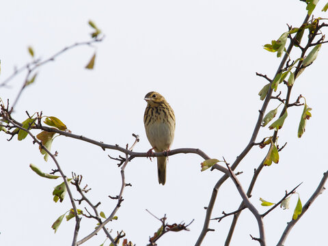 Tree Pipit Anthus trivialis perching on a twig
