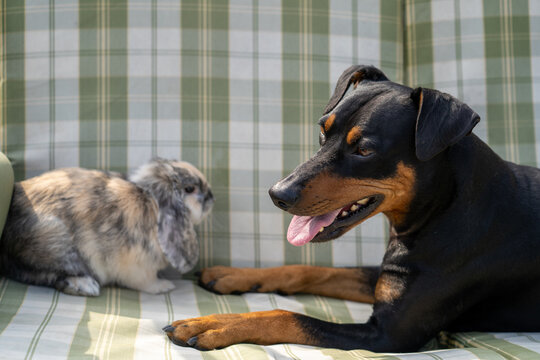 Black and tan Doberman Pinscher dog lies on striped cushion, looking towards fluffy lop-eared rabbit.