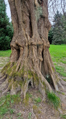 Fototapeta premium Massive fluted tree trunk with deeply grooved buttress roots and mossy base in green public park