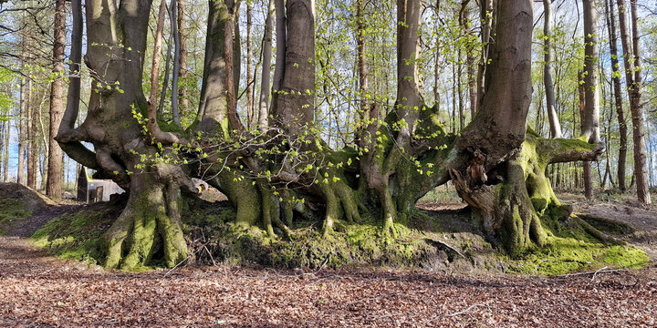 Ancient multi trunk beech tree grove with interconnected stilt root system and fresh spring foliage in temperate forest
