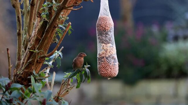 bird sparrow on a master dumpling in the morning sun
