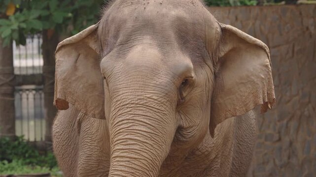 Asian Elephant Looking Forward in Frontal Face Close Up
