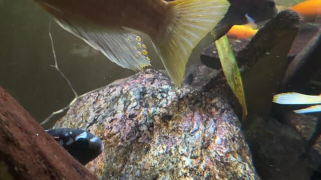 Bumblebee cichlid Pseudotropheus crabro in aquarium, Lake Malawi fish biology, zoology and animal life research studies.