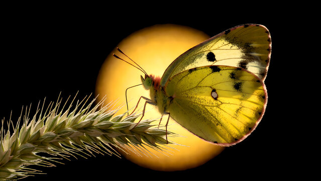 A beautiful yellow butterfly resting on a spike of grass against a glowing sunset background.