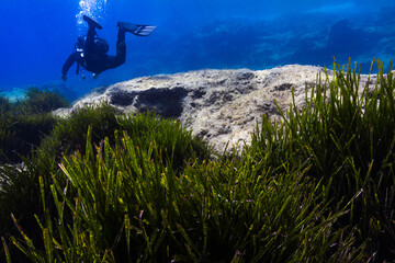 Diver with a seagrass reef © Keri