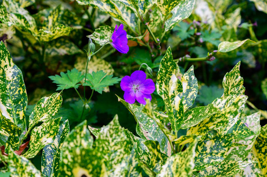 Vibrant purple geranium flowers blooming among variegated spotted green aucuba foliage in garden
