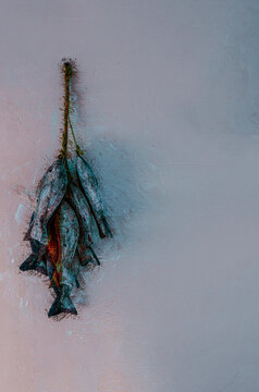Graphic reworking in comic book style of the catch of the day tied to a rope and hung on the wall. Fishes, fishing, book cover, illustration, drawing, symbolic
