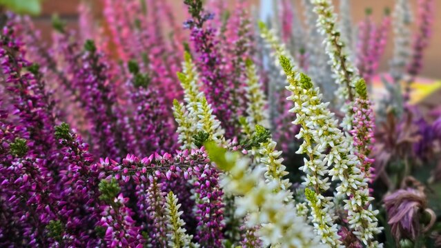 Side view of blooming heather inflorescences forming a dense multi-colored floral pattern