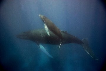 Obraz premium Baby Humpback whale heads to the surface for a breath in the Caribbean