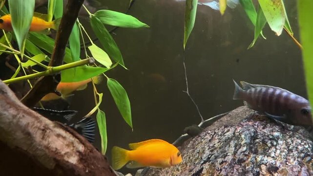 Maingano cichlid Melanochromis cyaneorhabdos among aquarium plants, Lake Malawi fish, biology and zoology research study