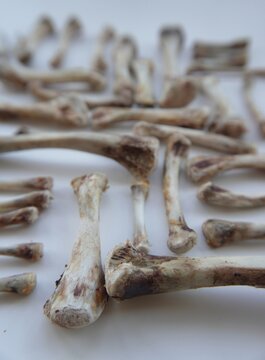 Fortune-telling on bones. Chicken bones are laid out on a white background for practicing astragalomancy, scapulomancy and shagai.