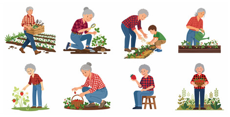 Fototapeta premium Senior woman and grandmother gardening character set, picking and harvesting organic strawberries in the garden with her grandson, flat vector illustration