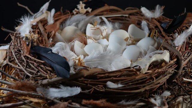 Nest filled with open cracked eggs. Bird nest with hatched eggs wildlife and nature. Close up wildlife breeding. Nest made of twigs and sticks. Breeding season illustrative composition.