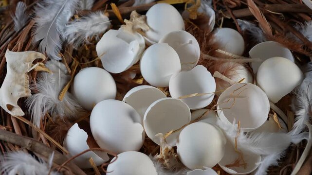 Nest with broken eggs inside. Bird reproduction nesting behaviour and wildlife habitat illustration. Nature biodiversity conservation and ornithology concept. Nest contains bird feathers and bones.