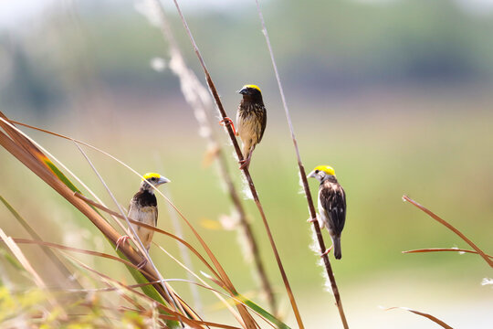 Male Baya Weaver Birds Perched on Tall Grass Along Lakeshore &ndash; Ploceus philippinus. Male Baya Weaver birds (Ploceus philippinus) perched on tall grasses along the edge of a lake.